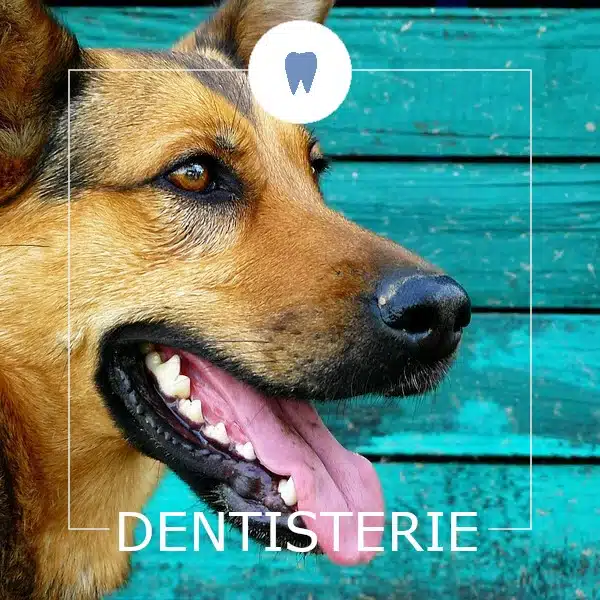 Dentisterie - Clinique vétérinaire Saint Louis - Brignoles