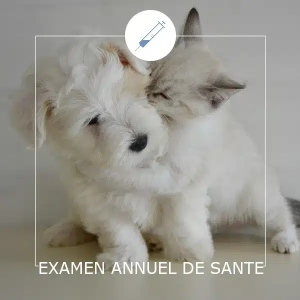 Examen annuel santé - Clinique vétérinaire Saint Louis - Brignoles
