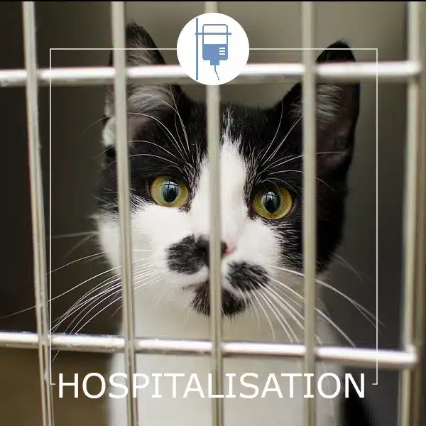 Hospitalisation - Clinique vétérinaire Saint Louis - Brignoles