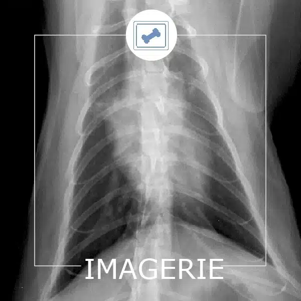 Imagerie - Clinique vétérinaire Saint Louis - Brignoles