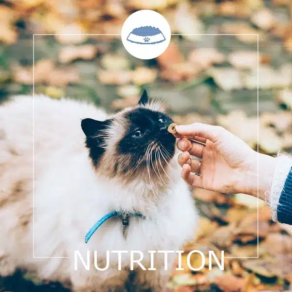 Nutrition - Clinique vétérinaire Saint Louis - Brignoles