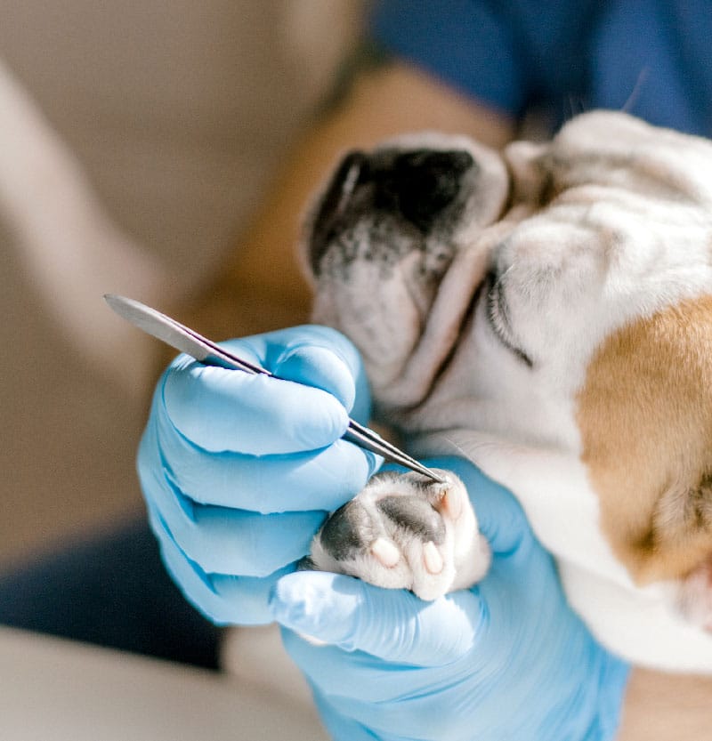 Soins veterinaire clinique st louis brignoles Soins veterinaire clinique st louis brignoles