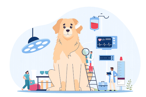 Clinique veterinaire brignoles - visite senior Clinique veterinaire brignoles - visite senior