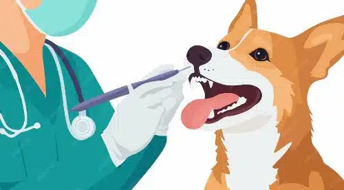 detartrage - clinique veterinaire saint louis brignoles