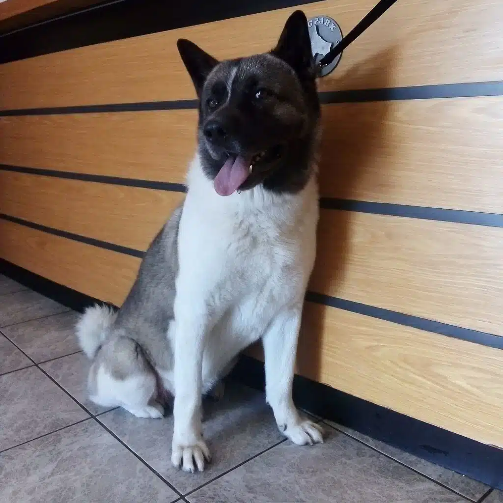 accueil berger americain clinique st louis brignoles accueil berger americain clinique st louis brignoles