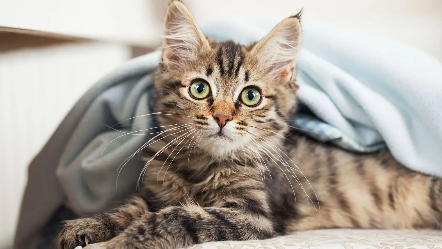 clinique vétérinaire saint louis Brignoles