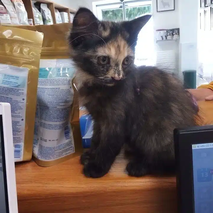 chaton patient clinique veterinaire st loui brignoles chaton patient clinique veterinaire st loui brignoles