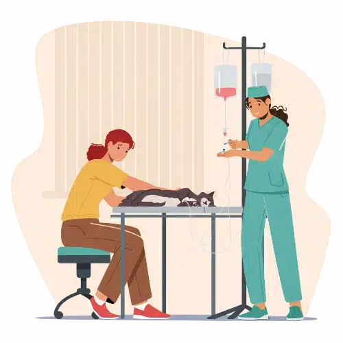 hospitalisation - clinique veterinaire saint louis à brignoles hospitalisation - clinique veterinaire saint louis à brignoles