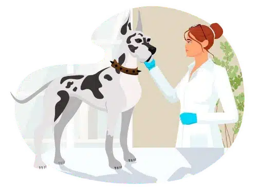 hygiene - clinique veterinaire saint louis brignoles hygiene - clinique veterinaire saint louis brignoles