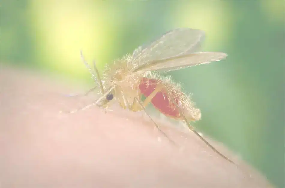 clinique vétérinaire saint louis Brignoles