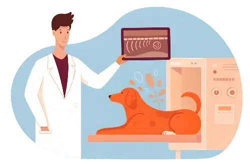 radiographie - clinique vetrinaire saint louis brignoles radiographie - clinique vetrinaire saint louis brignoles