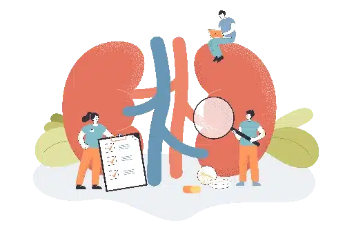 urologie et nephrologie - clinique veterinaire saint louis brignoles urologie et nephrologie - clinique veterinaire saint louis brignoles