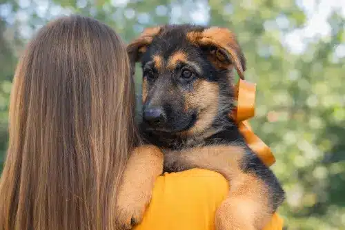 adoption - clinique vétérinaire saint louis brignoles